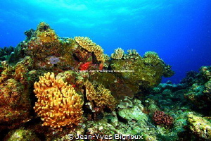 Reef in Balaclava in Turtle Bay  ,Mauritius.Jean-Yves Big... by Jean-Yves Bignoux 